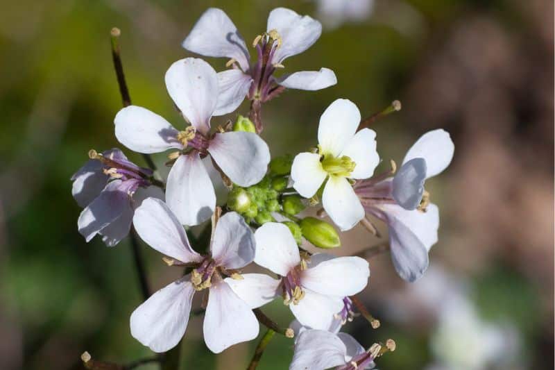 Behaartes Schaumkraut (Cardamine hirsuta)