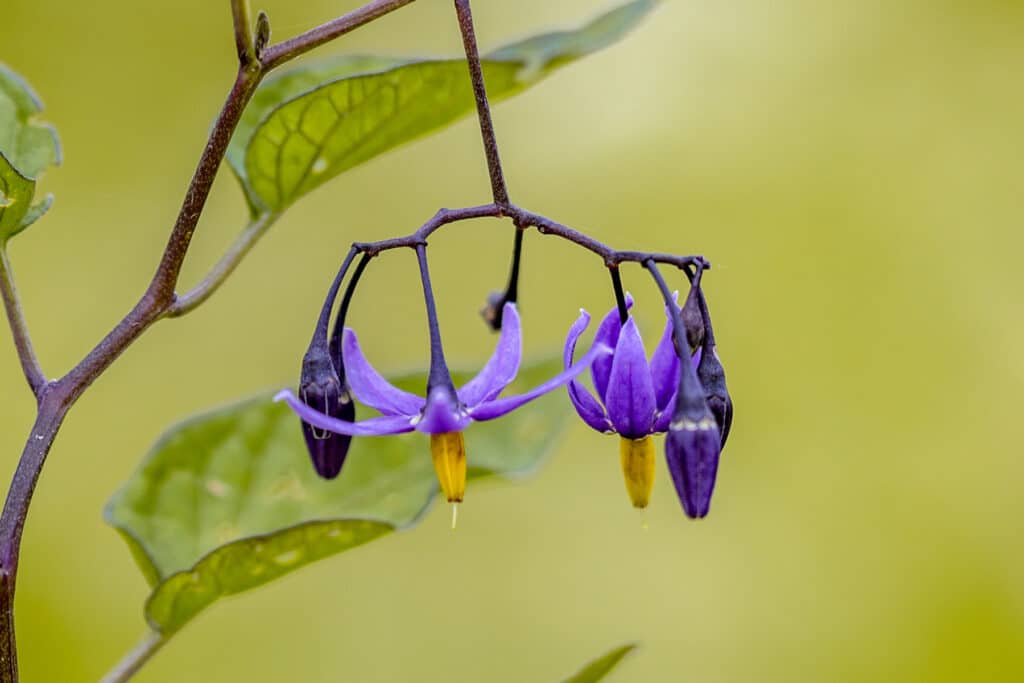 Bittersüßer Nachtschatten (Solanum dulcamara)