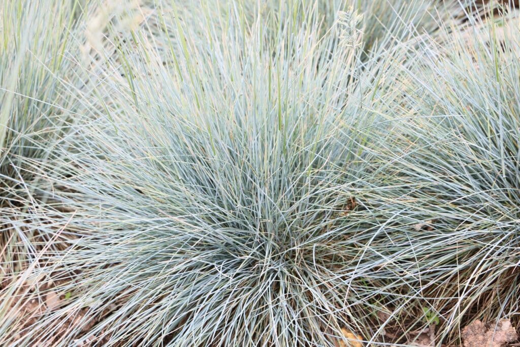 Blauschwingel (Festuca glauca)