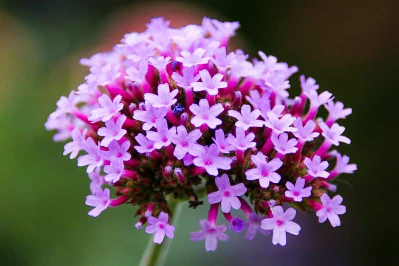 Echtes Eisenkraut (Verbena officinalis)