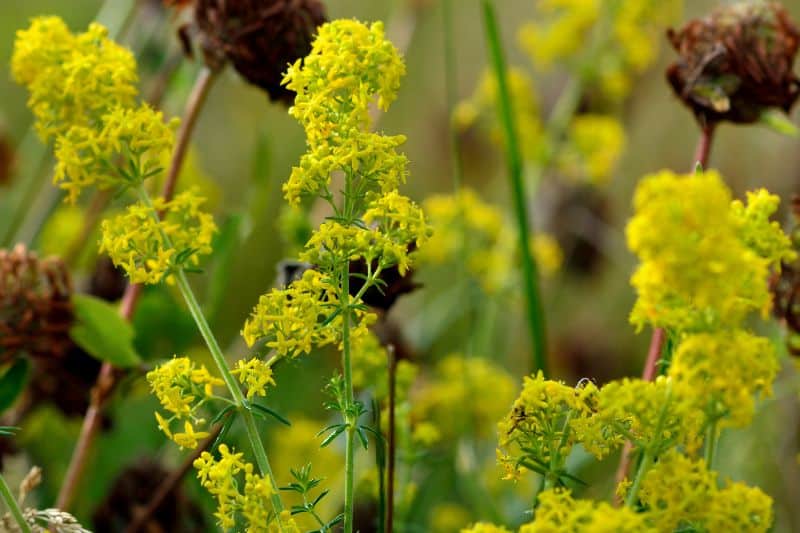 Echtes Labkraut (Galium verum)