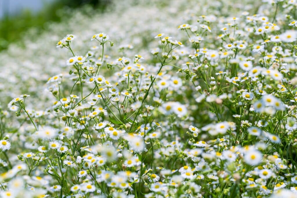 Einjähriges Berufkraut (Erigeron annuus)