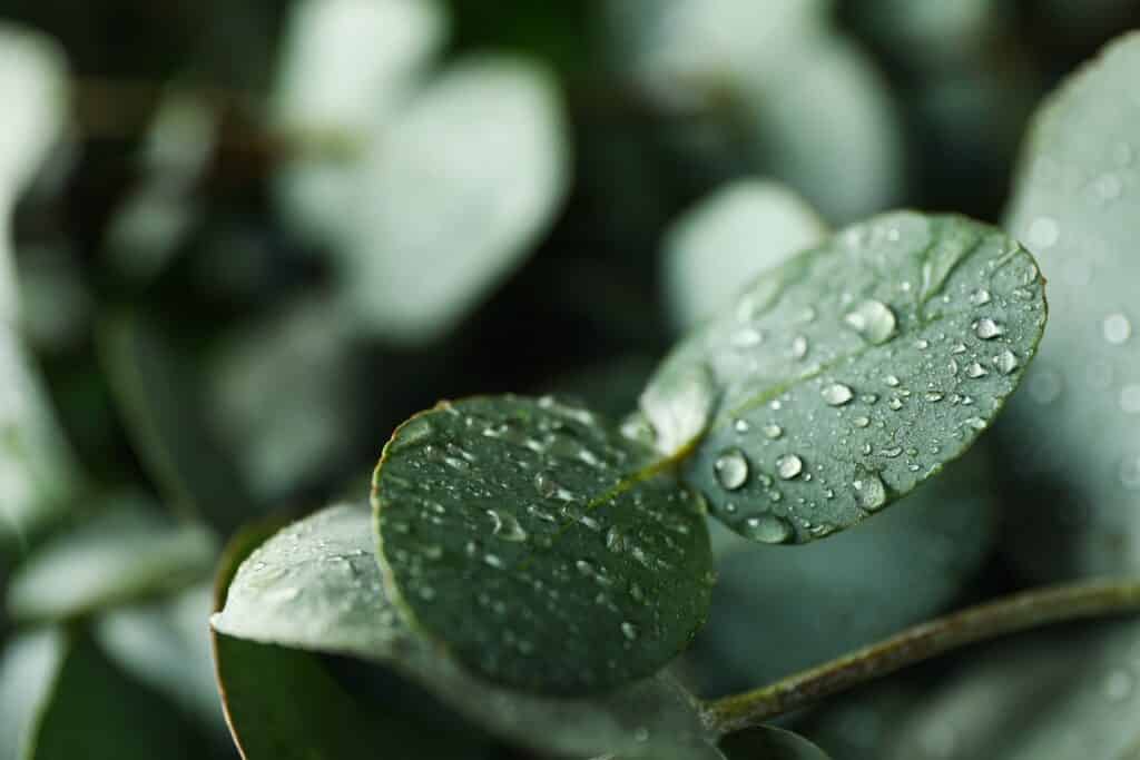 Eukalyptus-Blätter mit Wassertropfen