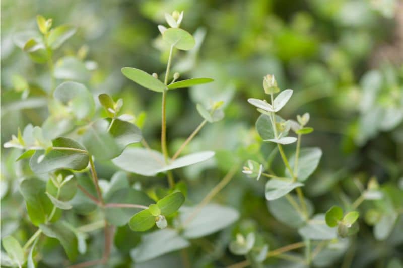 Frische Eukalyptus-Setzlinge