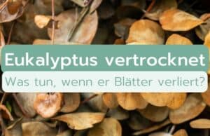 Eukalyptus vertrocknet