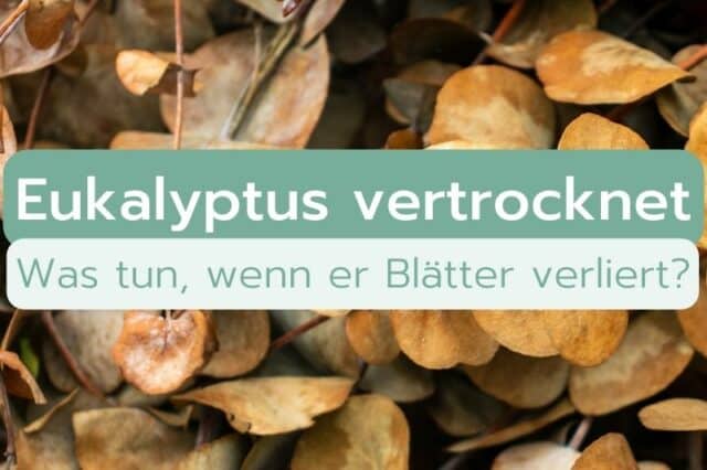 Eukalyptus vertrocknet