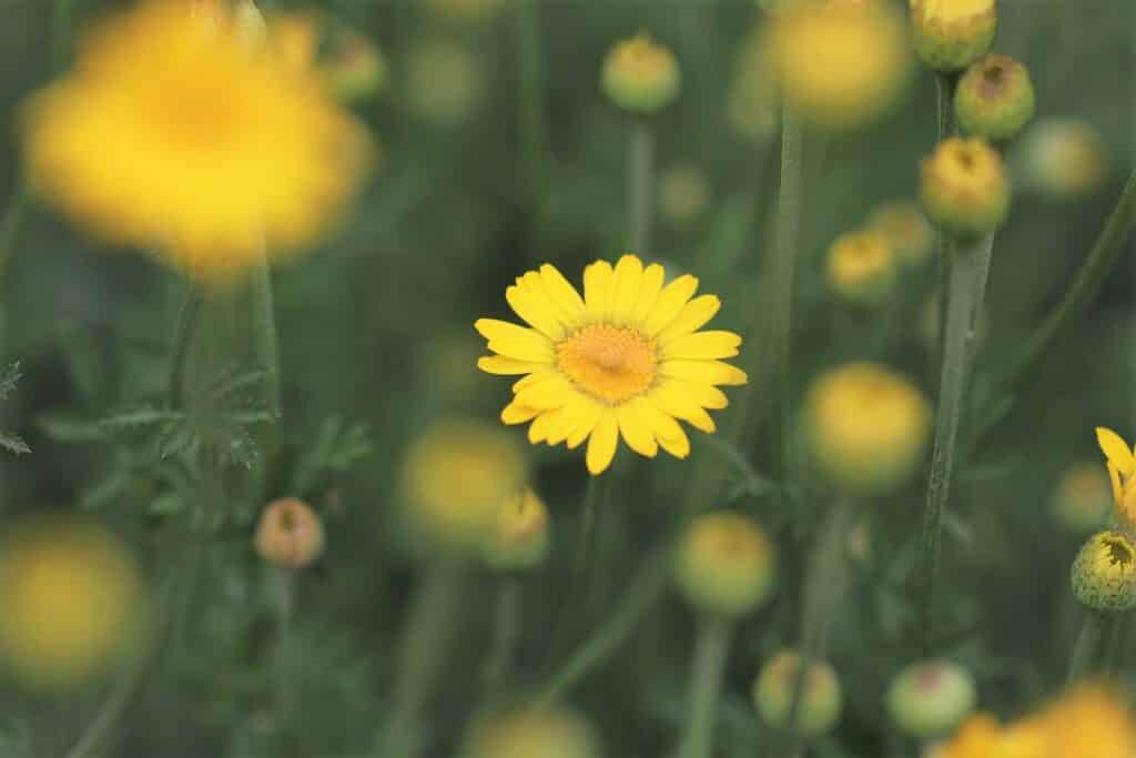 Färberkamille (Anthemis tinctoria)