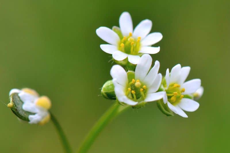 Frühlings-Hungerblümchen (Draba verna)