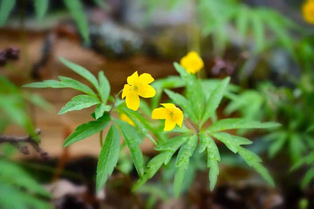 Gelbes Windröschen (Anemone ranunculoides)