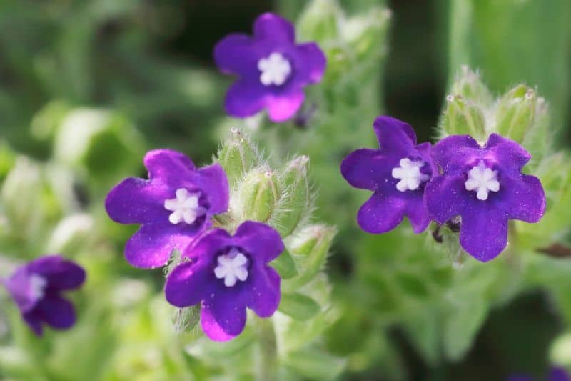 Gewöhnliche Ochsenzunge (Anchusa officinalis)