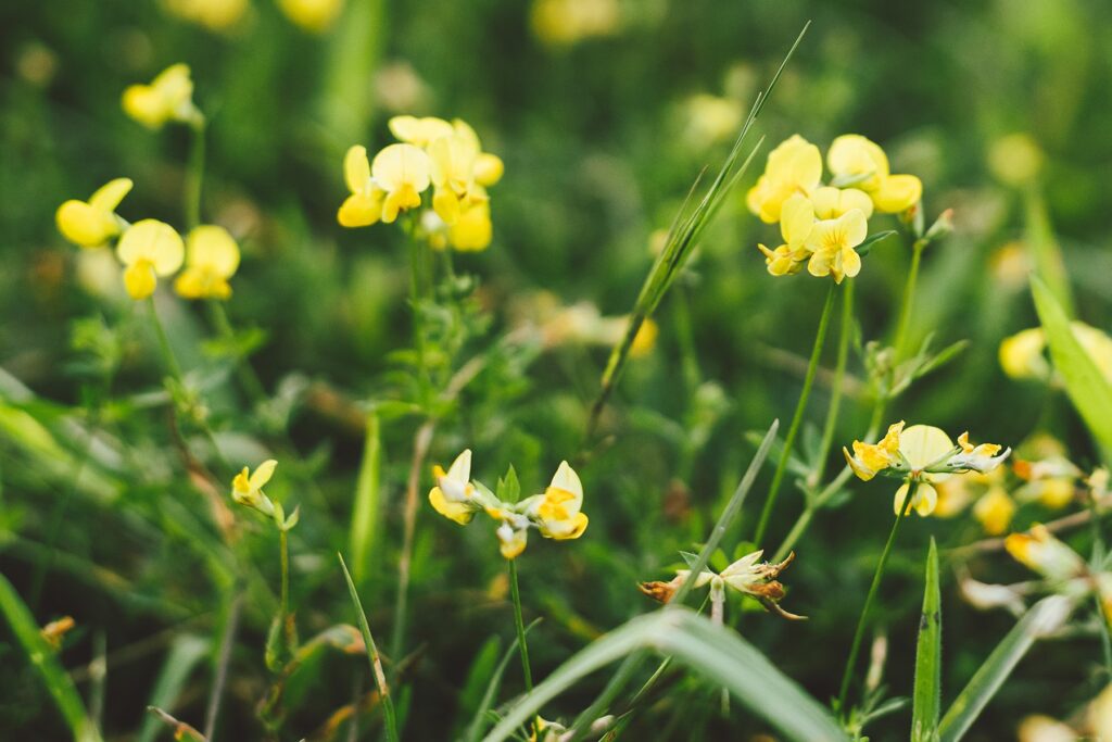 Gewöhnlicher Hornklee (Lotus corniculatus)