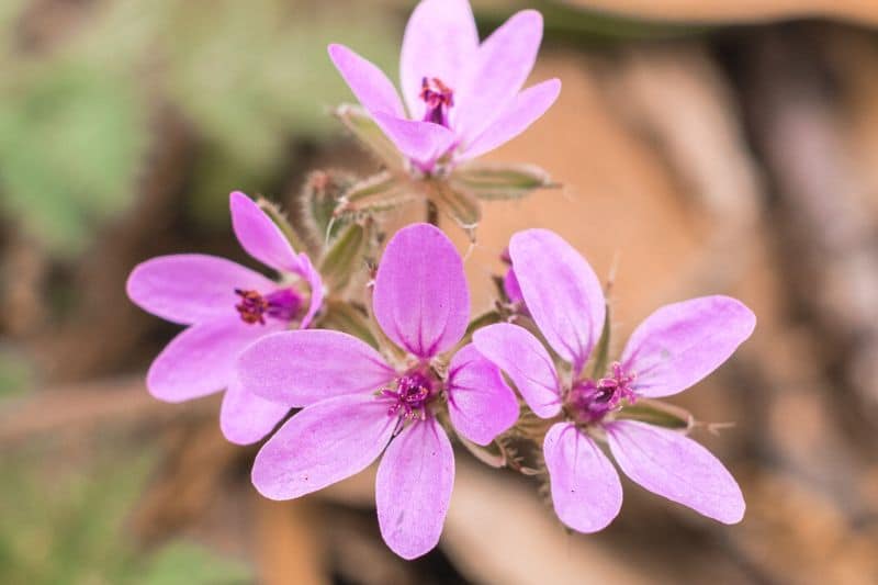 Gewöhnlicher Reiherschnabel (Erodium cicutarium)