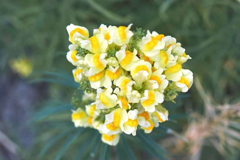 Gewöhnliches Leinkraut (Linaria vulgaris)