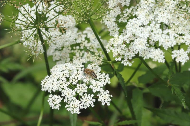 Giersch (Aegopodium podagraria)