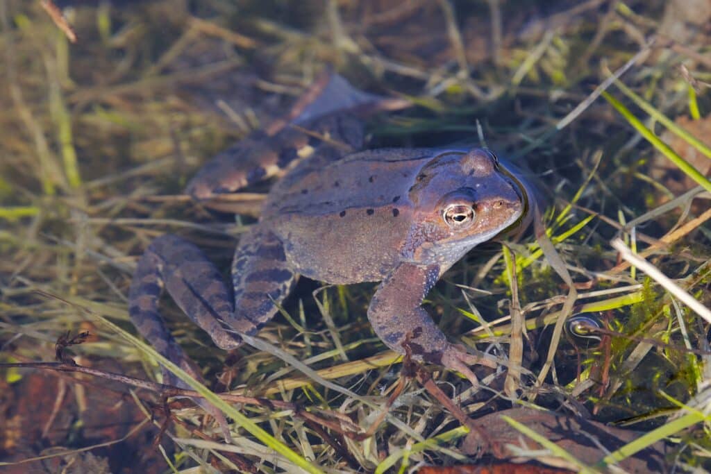 Grasfrosch (Rana temporaria)