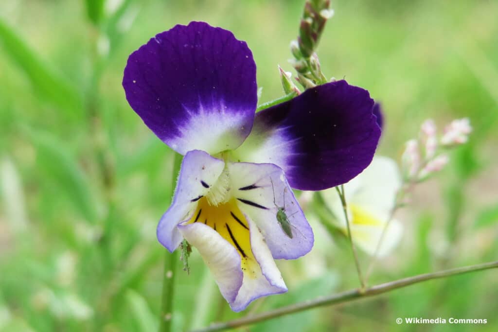 Großblütiges Acker-Stiefmütterchen (Viola arvensis ssp. megalantha)