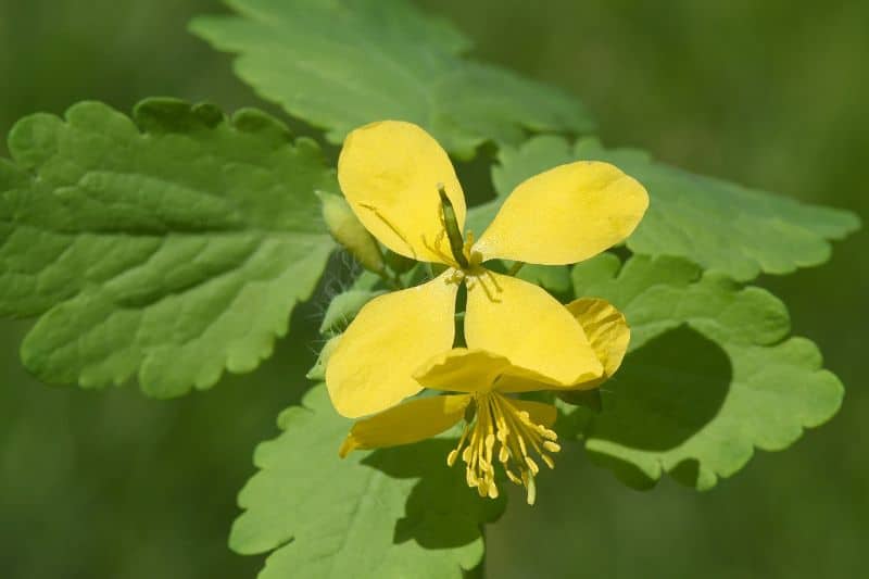 Großes Schöllkraut (Chelidonium majus)