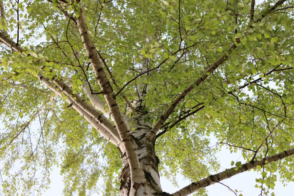 Hänge-Birke (Betula pendula)