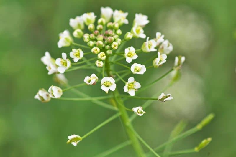 Hirtentäschek (Capsella bursa-pratensis)