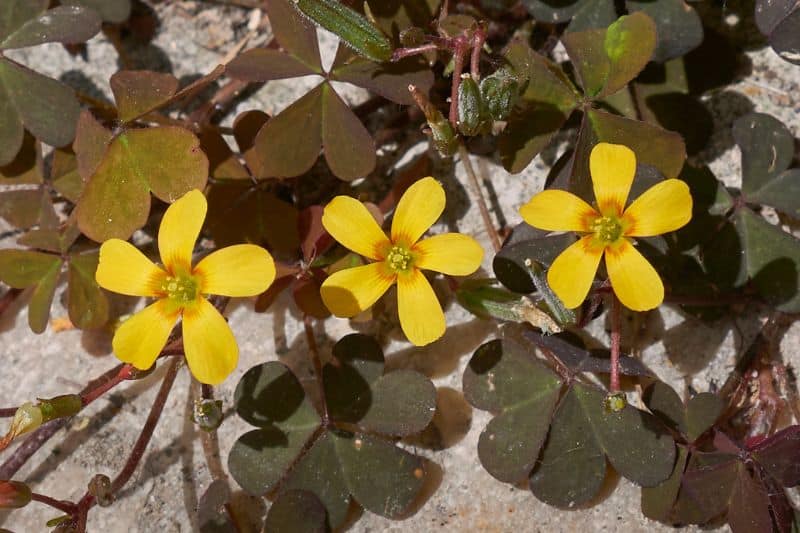 Horn-Sauerklee (Oxalis corniculata)