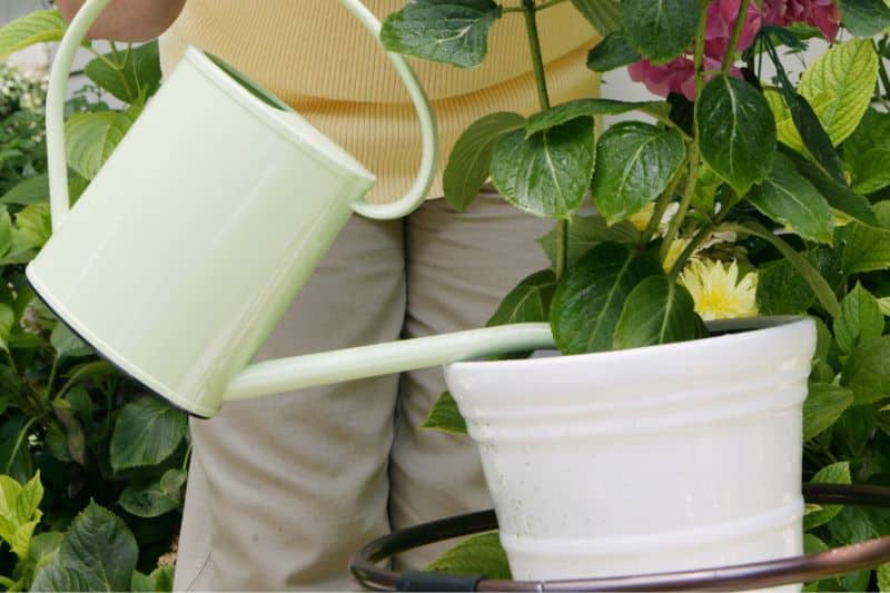 Hortensie im Topf gießen