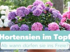 Ab wann dürfen Hortensien im Topf raus?