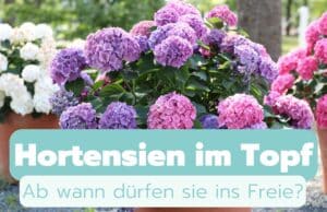 Ab wann dürfen Hortensien im Topf raus?