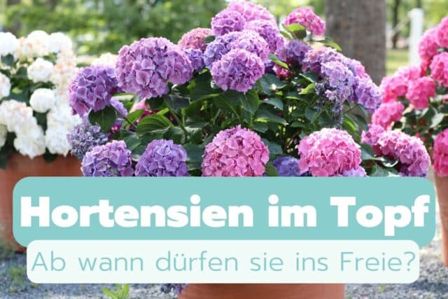 Ab wann dürfen Hortensien im Topf raus?