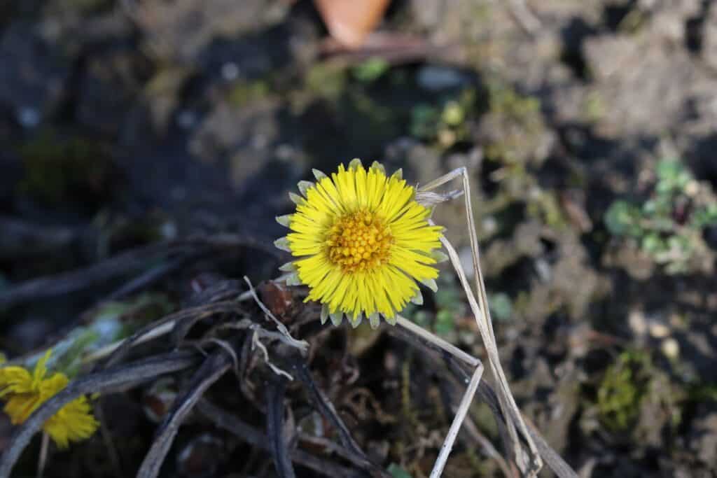 Huflattich (Tussilago farfara)