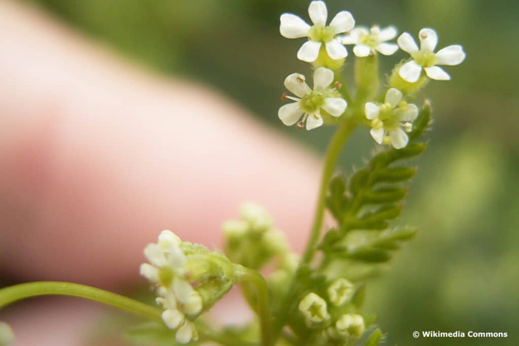 Hundskerbel (Anthriscus caucalis)