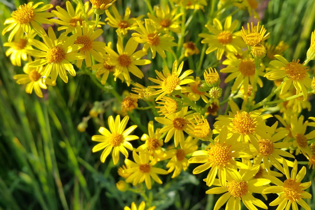 Jakobskreuzkraut (Jacobaea vulgaris)