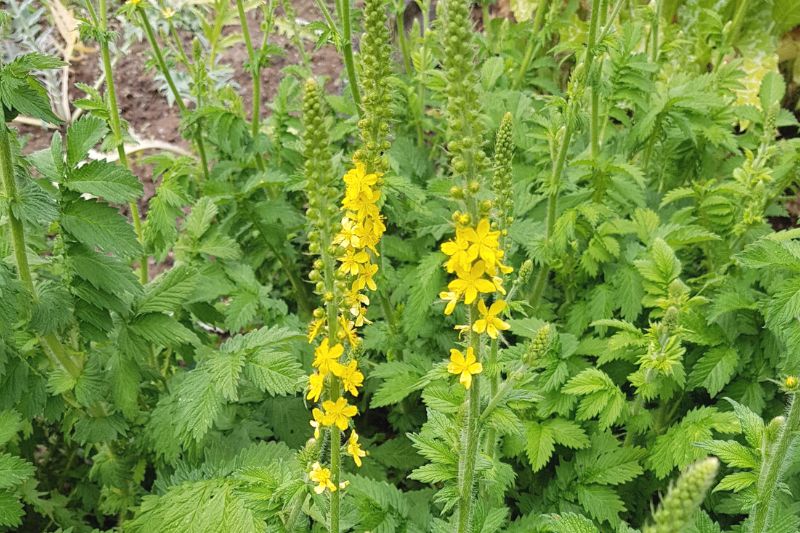 Kleiner Odermennig (Agrimonia eupatoria)