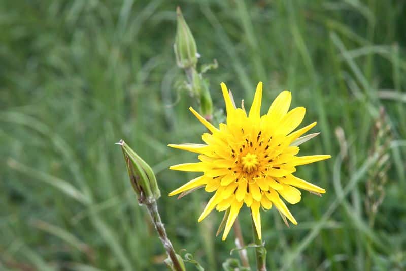 Kleines Habichtskraut (Hieracium pilosella)