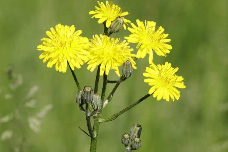 Kleinköpfiger Pippau (Crepis capillaris)