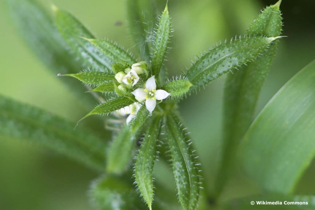 Klettenlabkraut (Galium aparine)