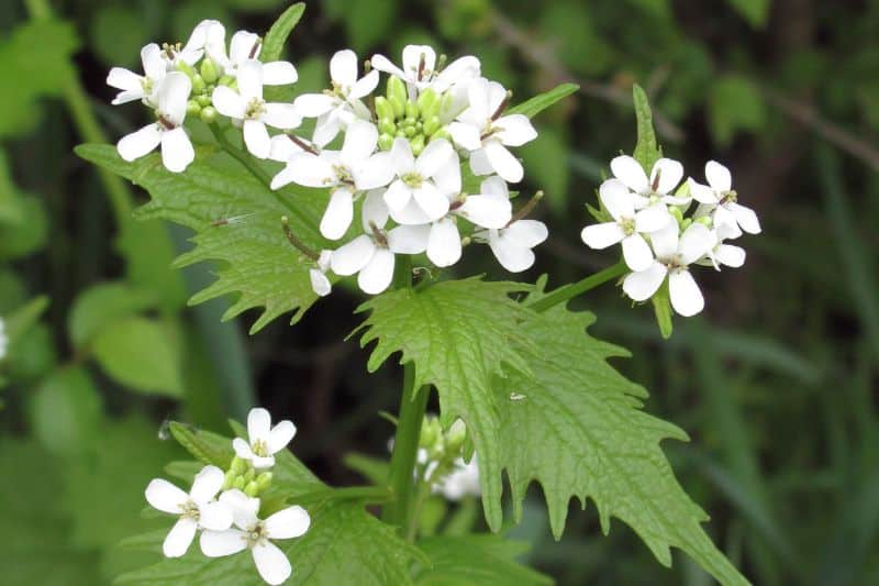 Knoblauchsrauke (Alliaria petiolata)