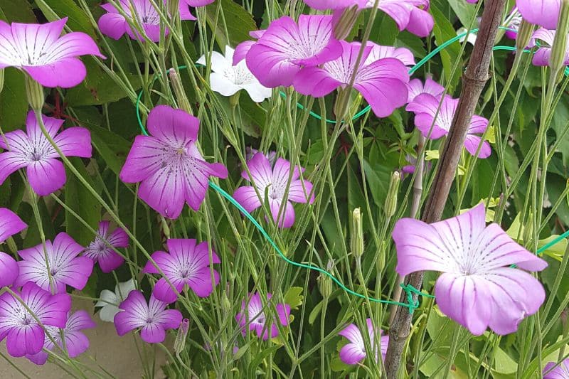 Unkraut mit lila Blüten - Kornrade (Agrostemma githago)