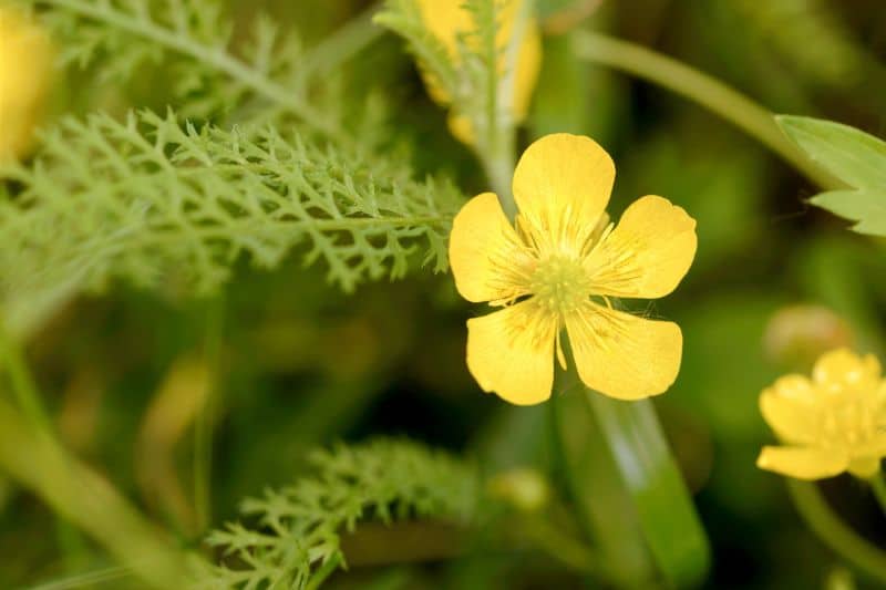 Kriechender Hahnenfuß (Ranunculus repens)