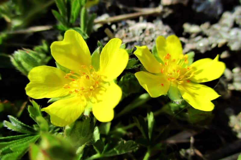 Kriechendes Fingerkraut (Potentilla reptans)