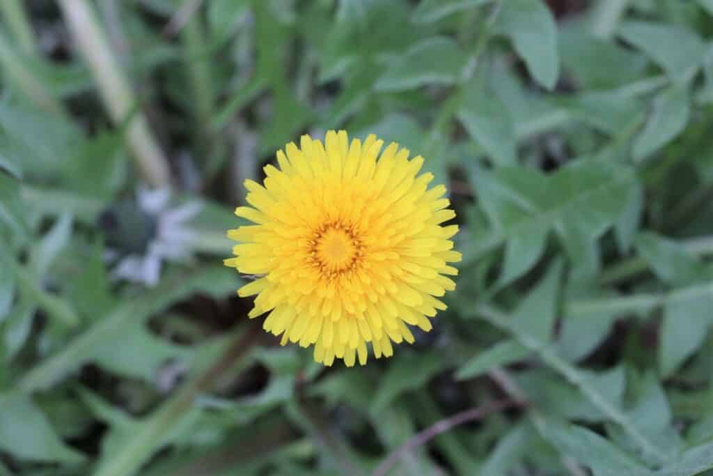 Löwenzahn (Taraxacum sect. Ruderalia)