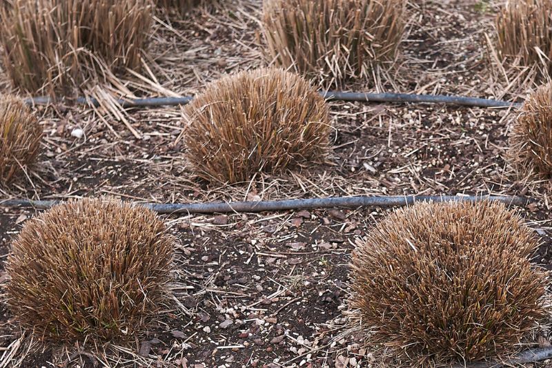 Zurückgeschnittenes Pampasgras (Cortaderia selloana)