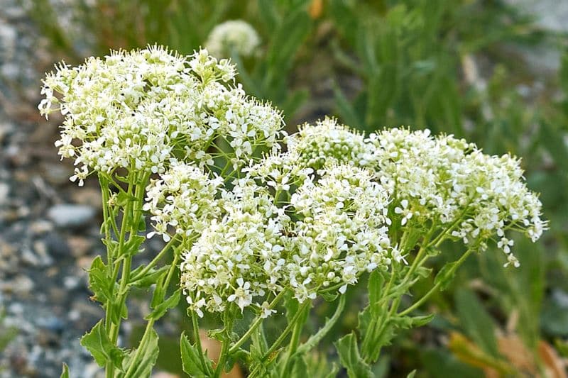 Pfeilkresse (Lepidium draba)