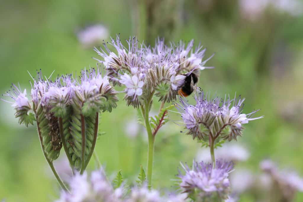 Rainfarn-Phazelie (Phacelia tanacetifolia)