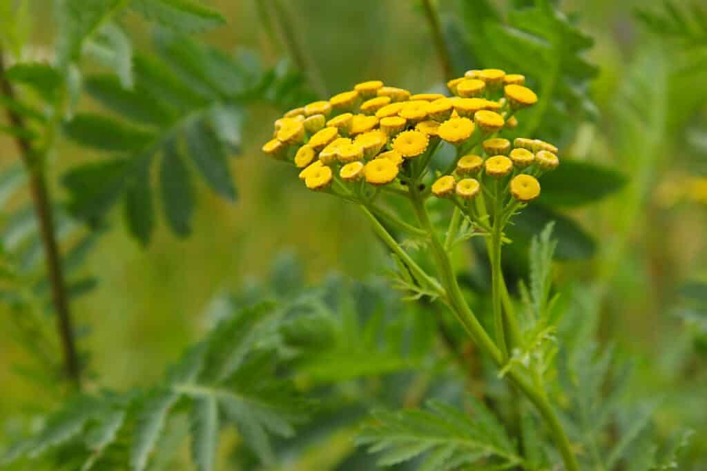 Gewöhnlicher Rainfarn (Tanacetum vulgare)