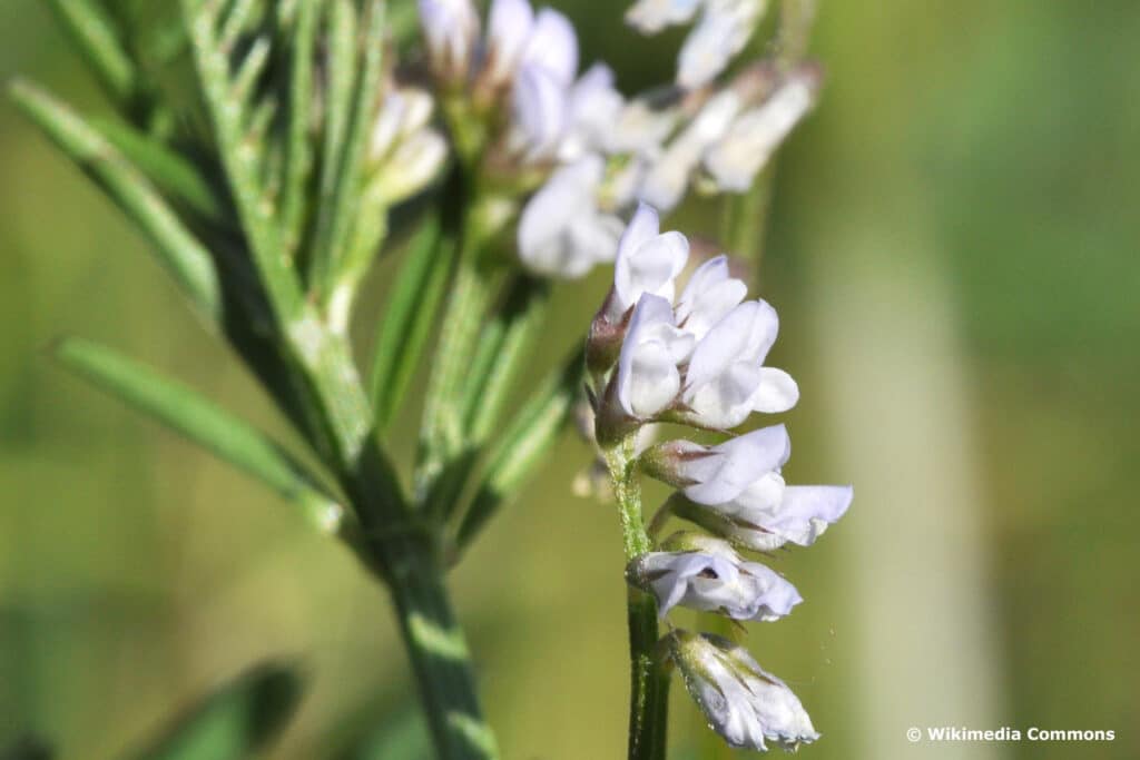 Rauhaarige Wicke (Vicia hirsuta)