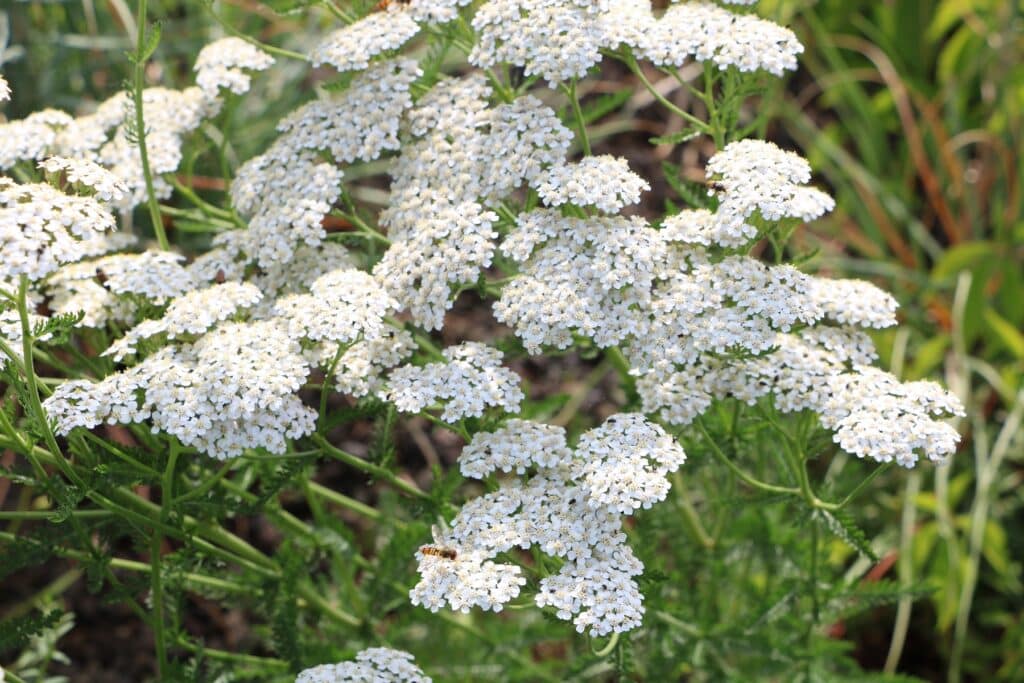 Gewöhnliche Schafgarbe (Achillea millefolium)