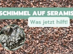 Schimmel auf Seramis Granulat