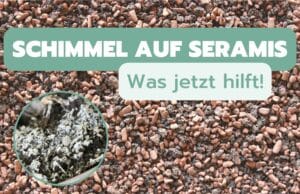 Schimmel auf Seramis Granulat