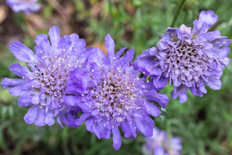 Tauben-Skabiose 'Butterfly Blue' (Scabiosa columbaria)