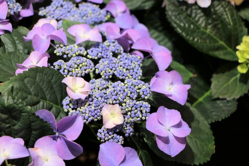 Tellerhortensie (Hydrangea serrata)